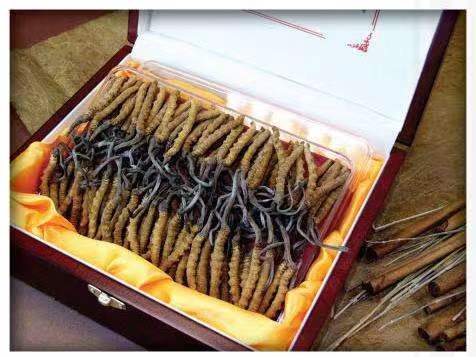 丰润冬虫夏草回收